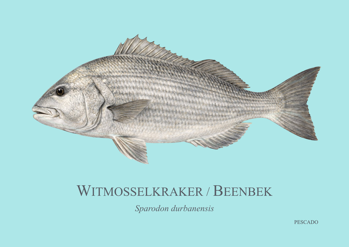 White Musselcracker