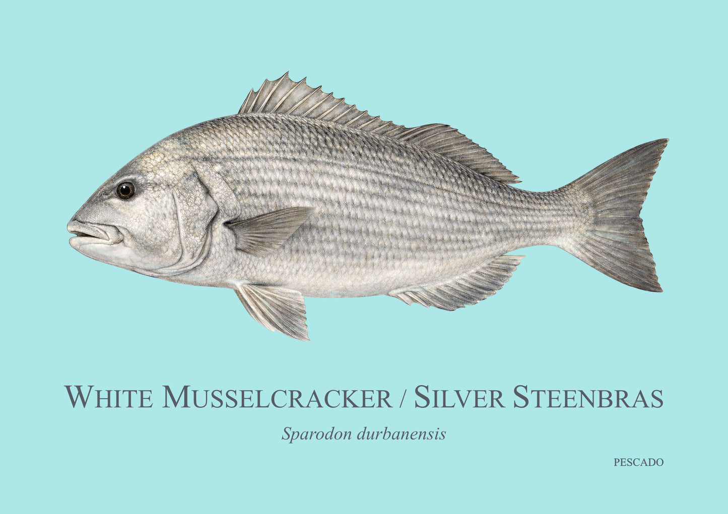 White Musselcracker