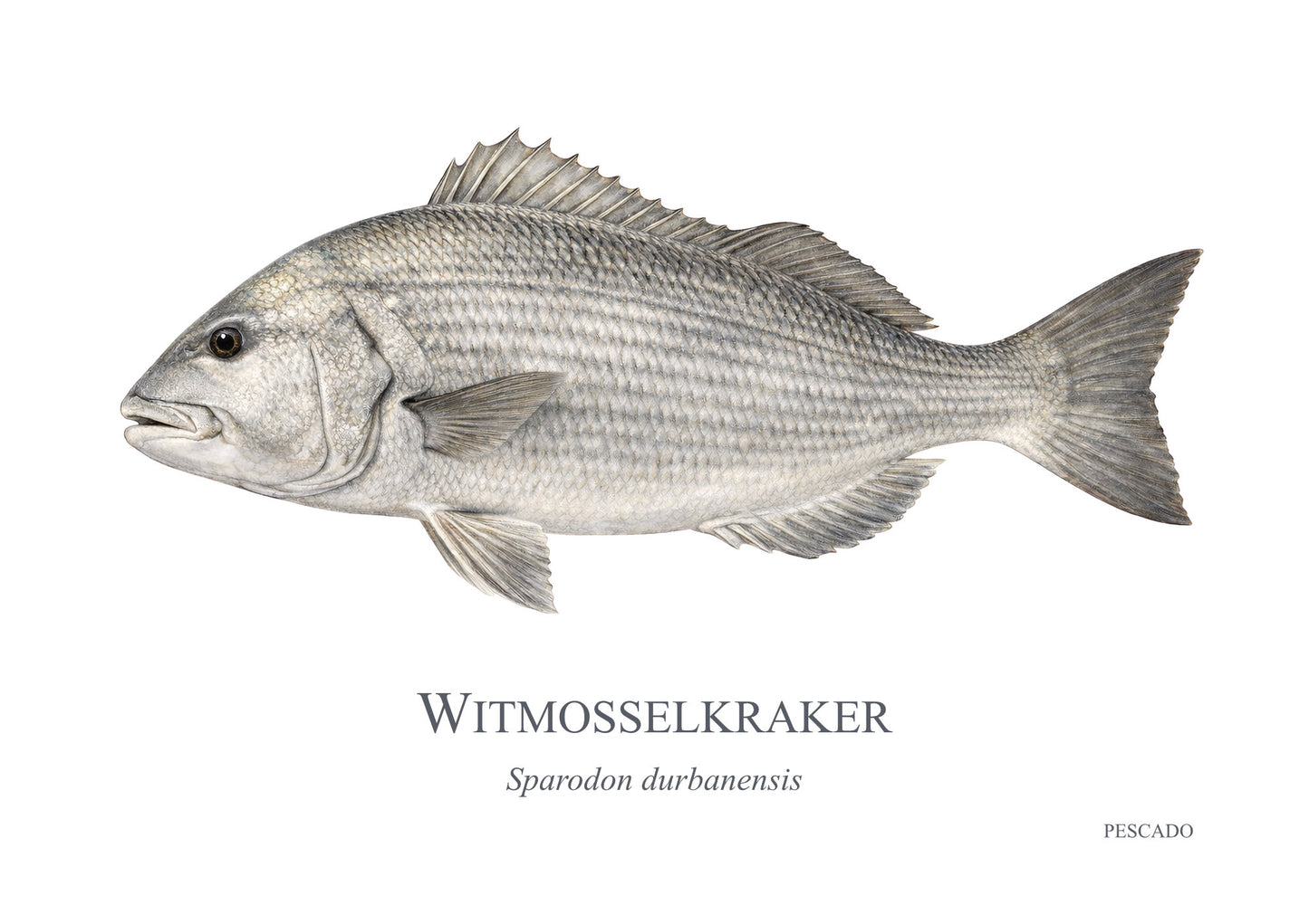 White Musselcracker