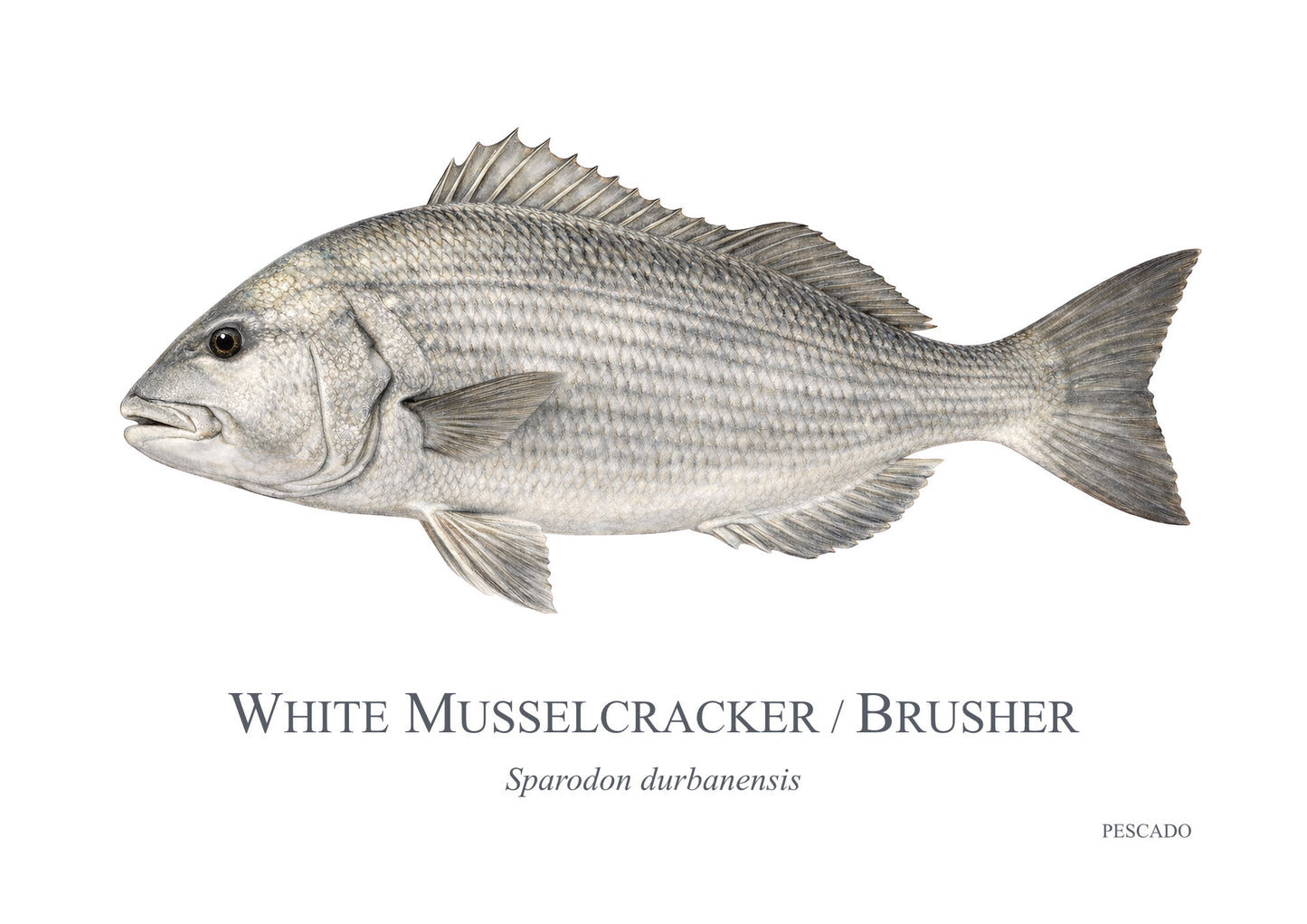 White Musselcracker