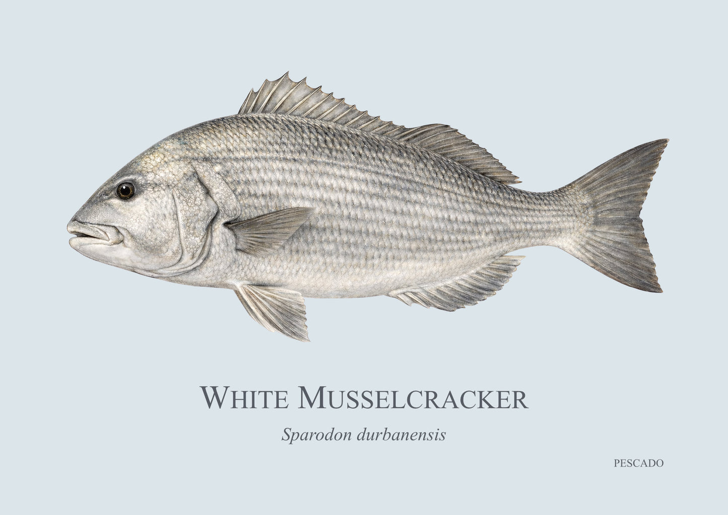 White Musselcracker