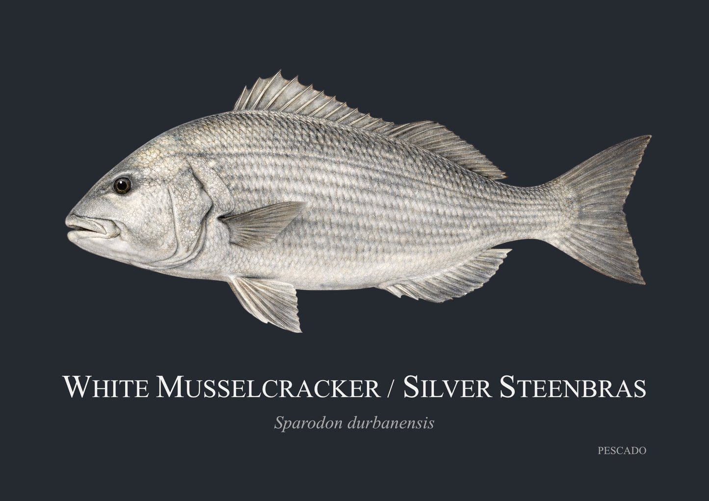 White Musselcracker