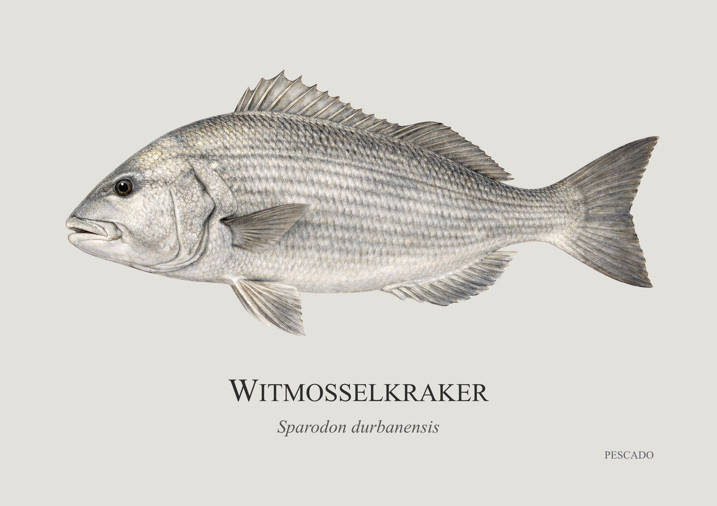White Musselcracker