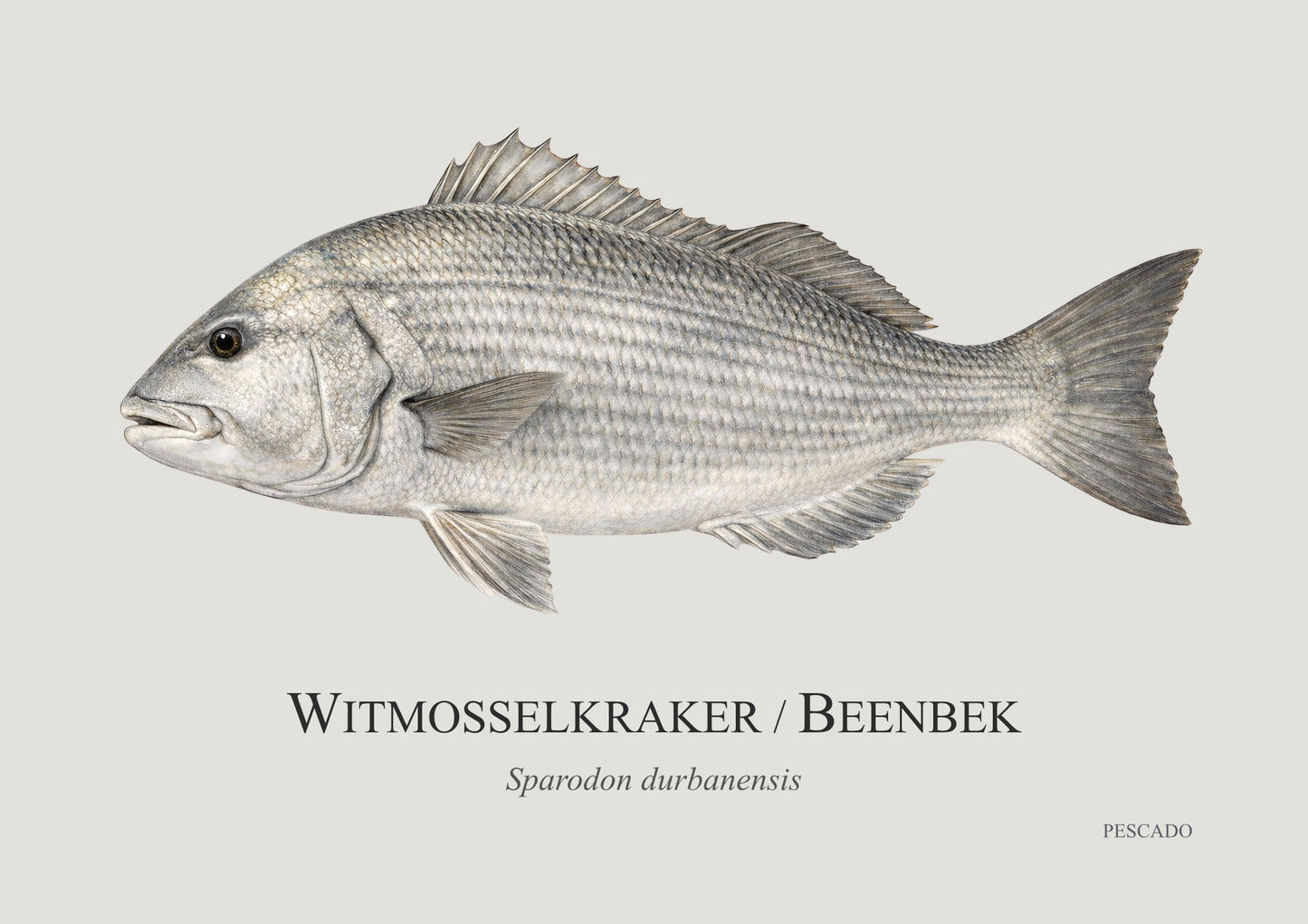 White Musselcracker