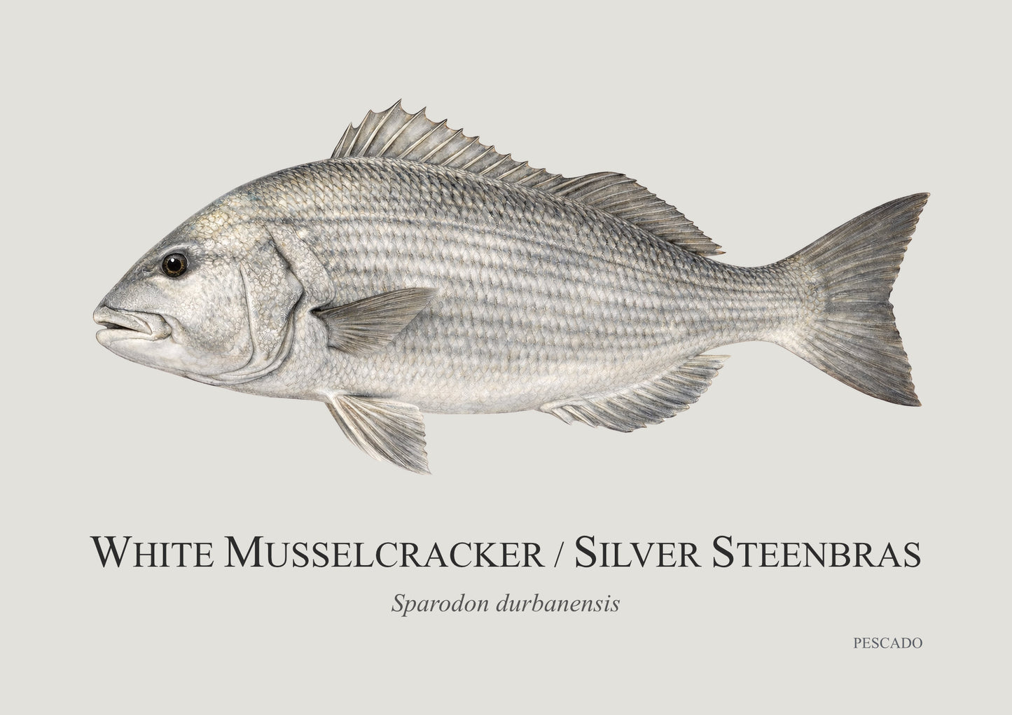 White Musselcracker