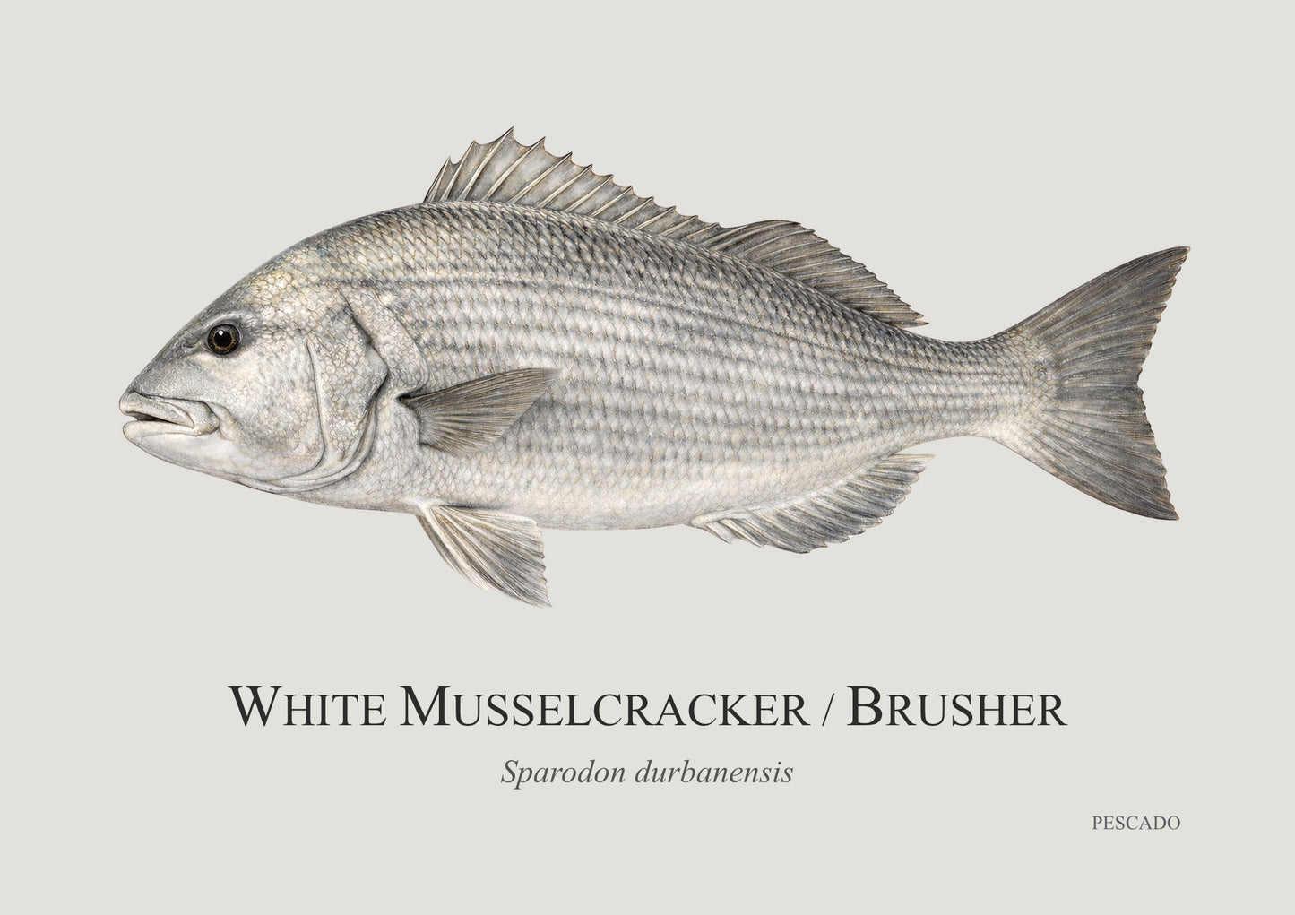 White Musselcracker