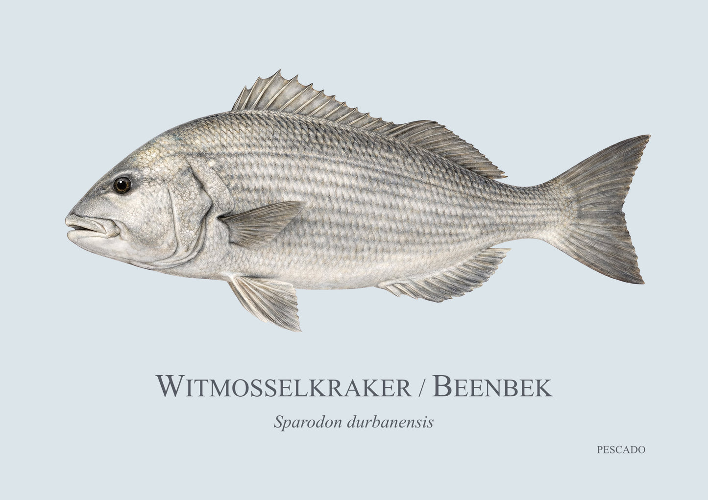 White Musselcracker
