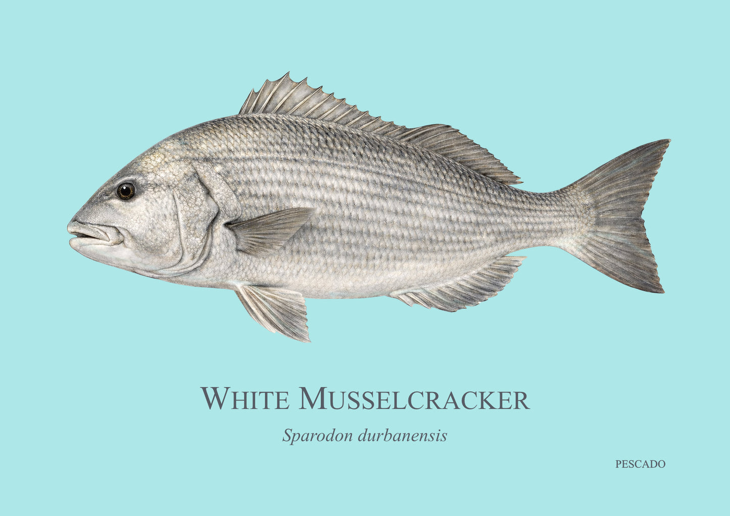 White Musselcracker