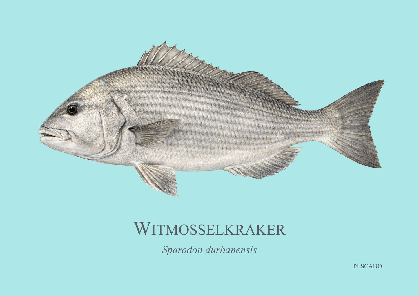 White Musselcracker