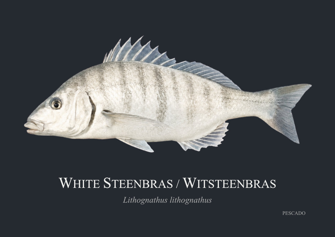 White Steenbras