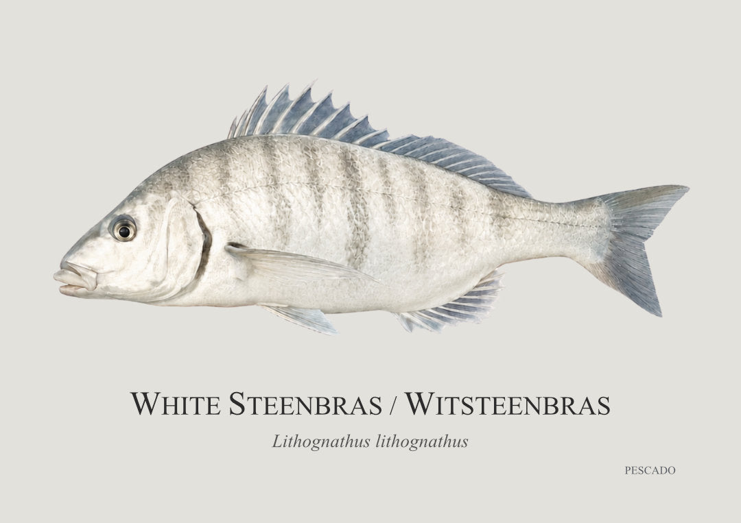 White Steenbras