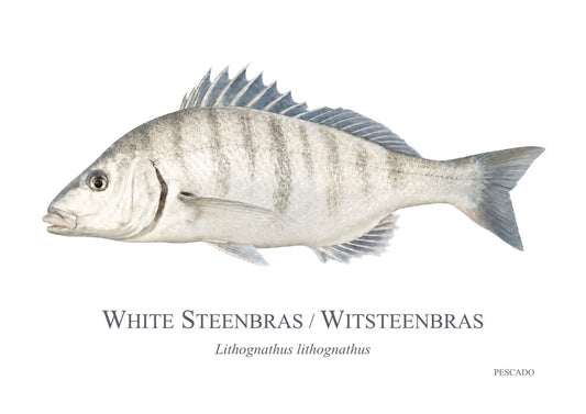 White Steenbras