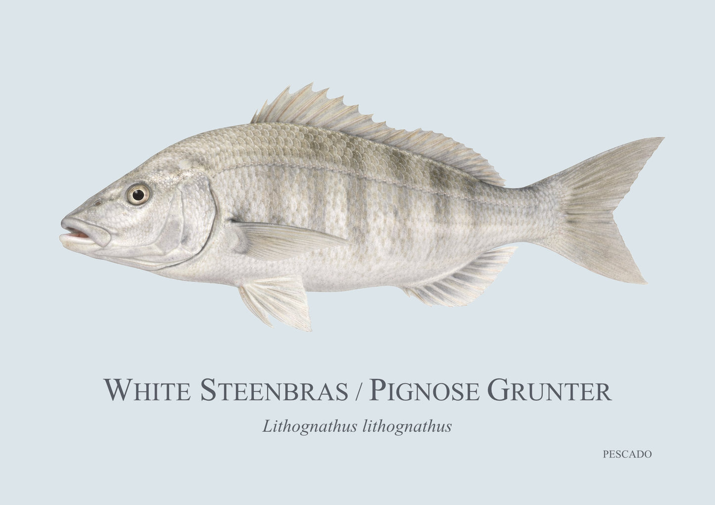 White Steenbras