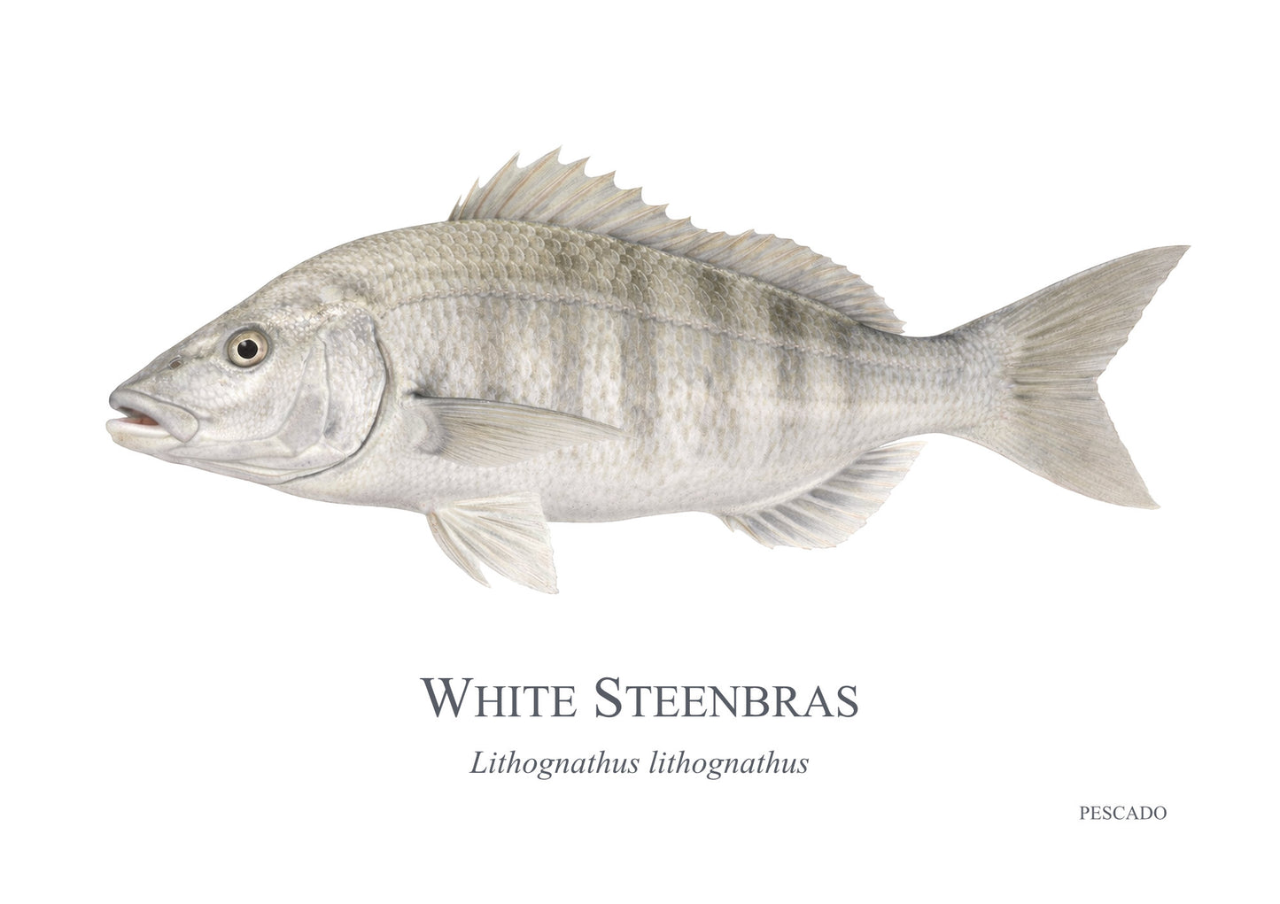 White Steenbras