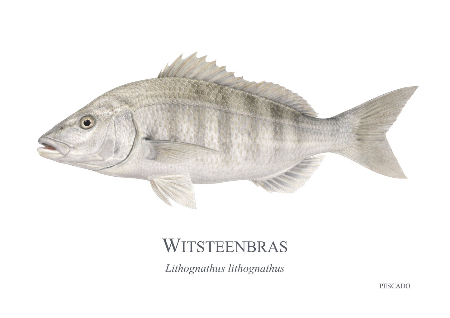 White Steenbras