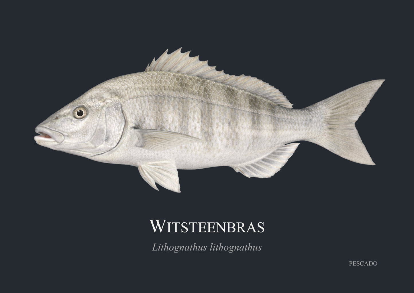 White Steenbras