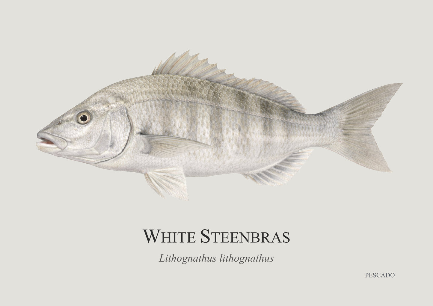 White Steenbras