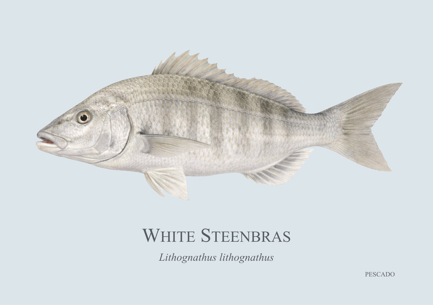 White Steenbras