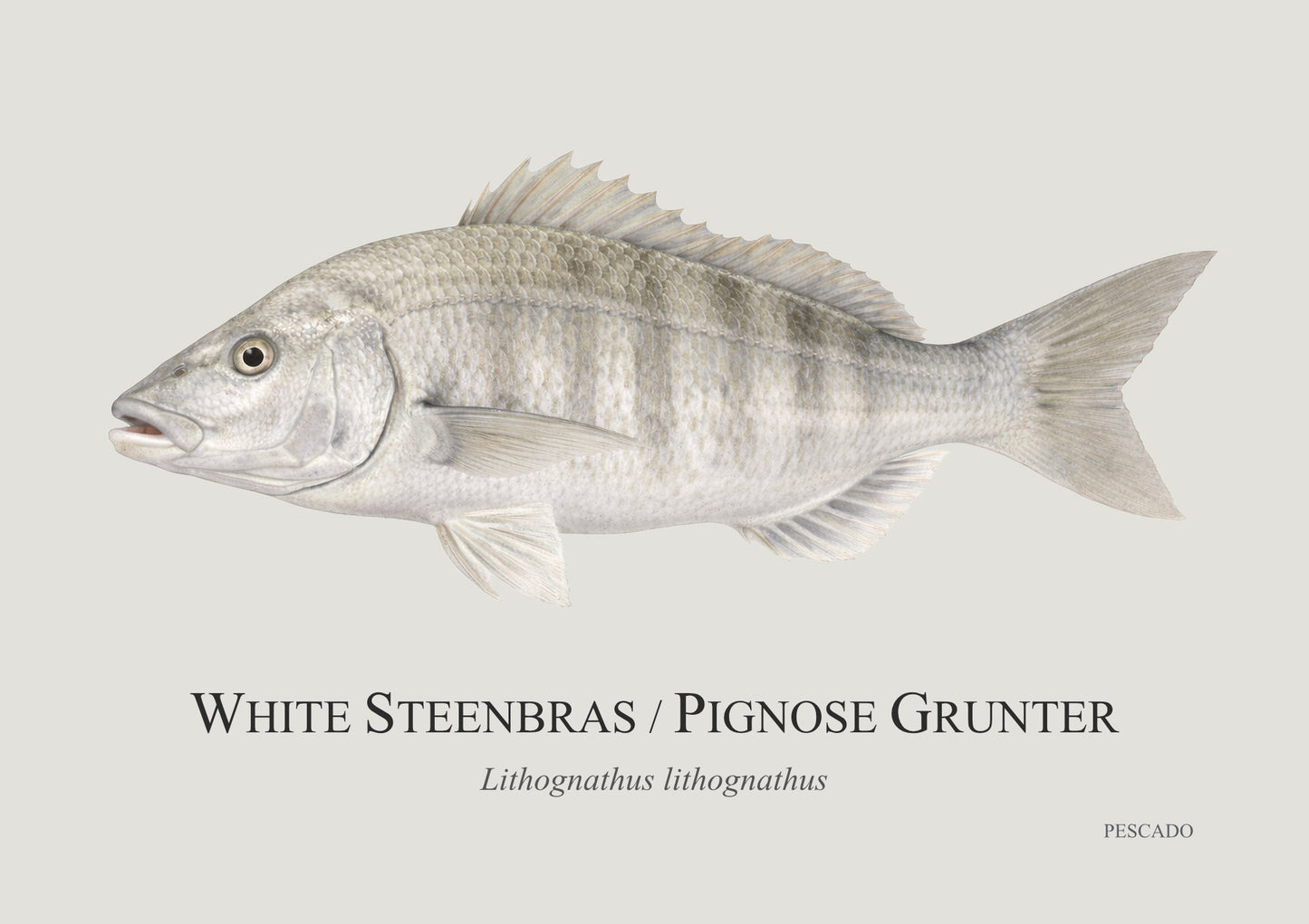 White Steenbras