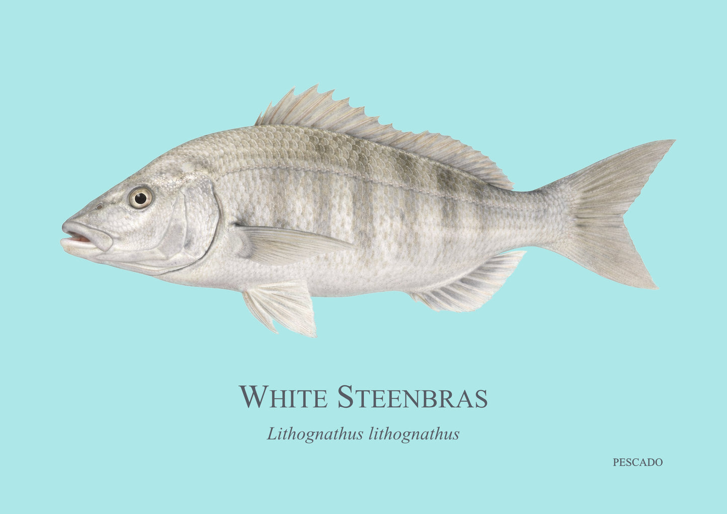 White Steenbras