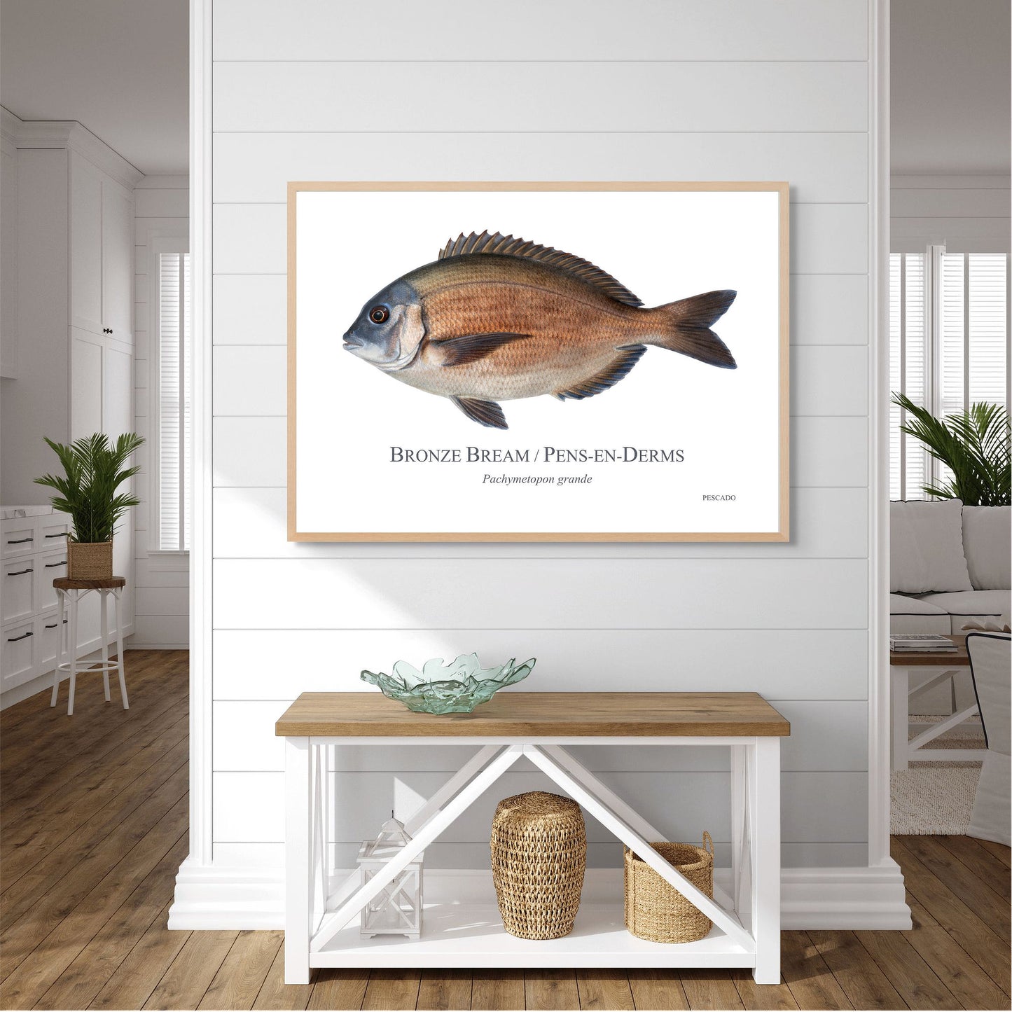 Bronze Bream