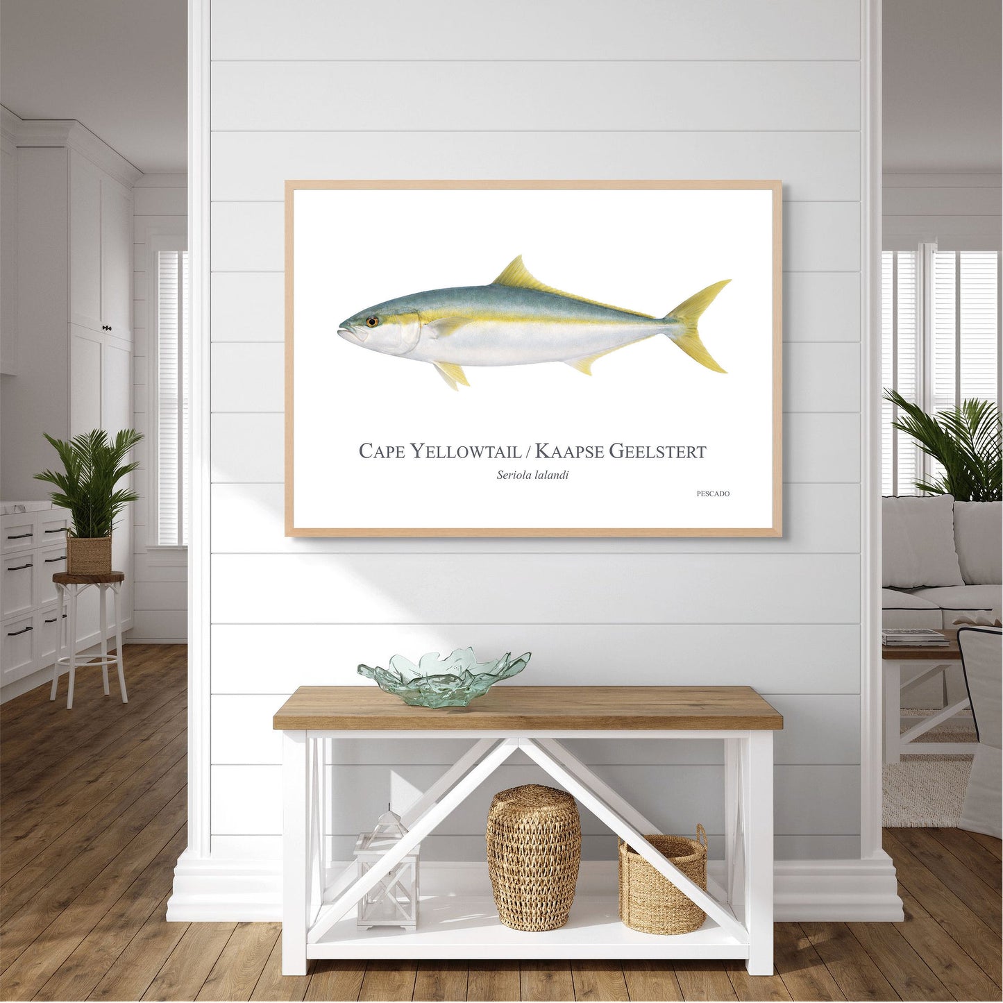 Cape Yellowtail