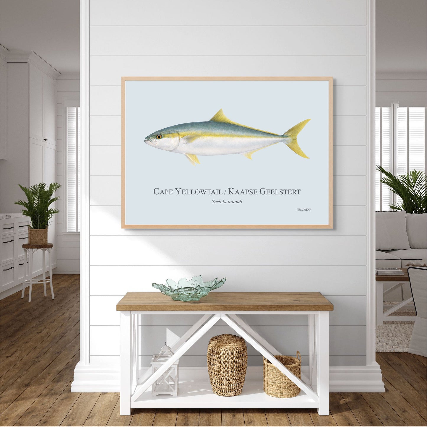 Cape Yellowtail