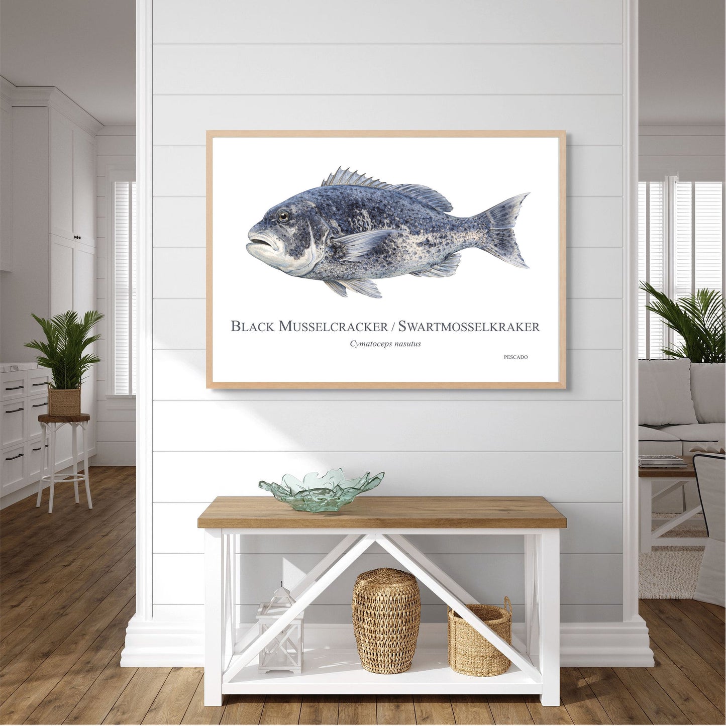 Black Musselcracker