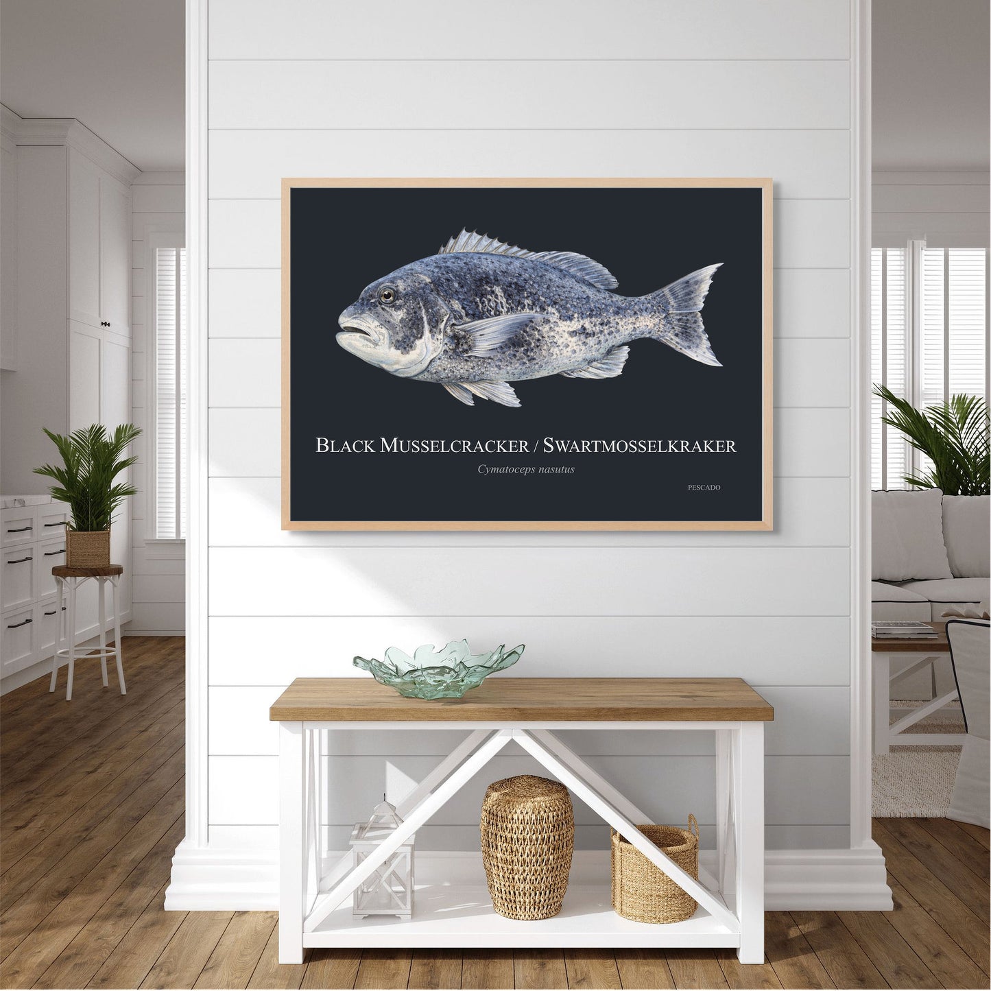 Black Musselcracker