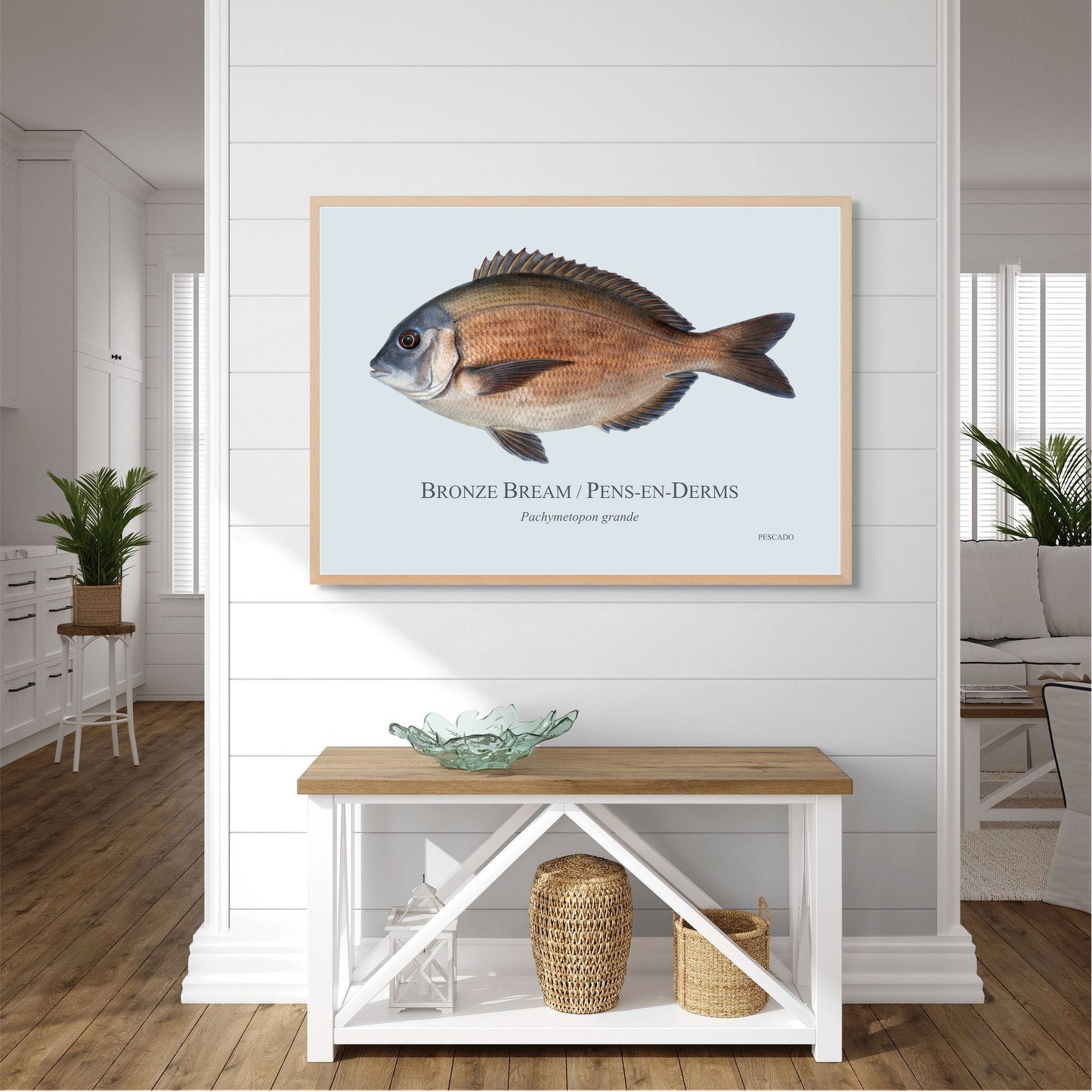 Bronze Bream