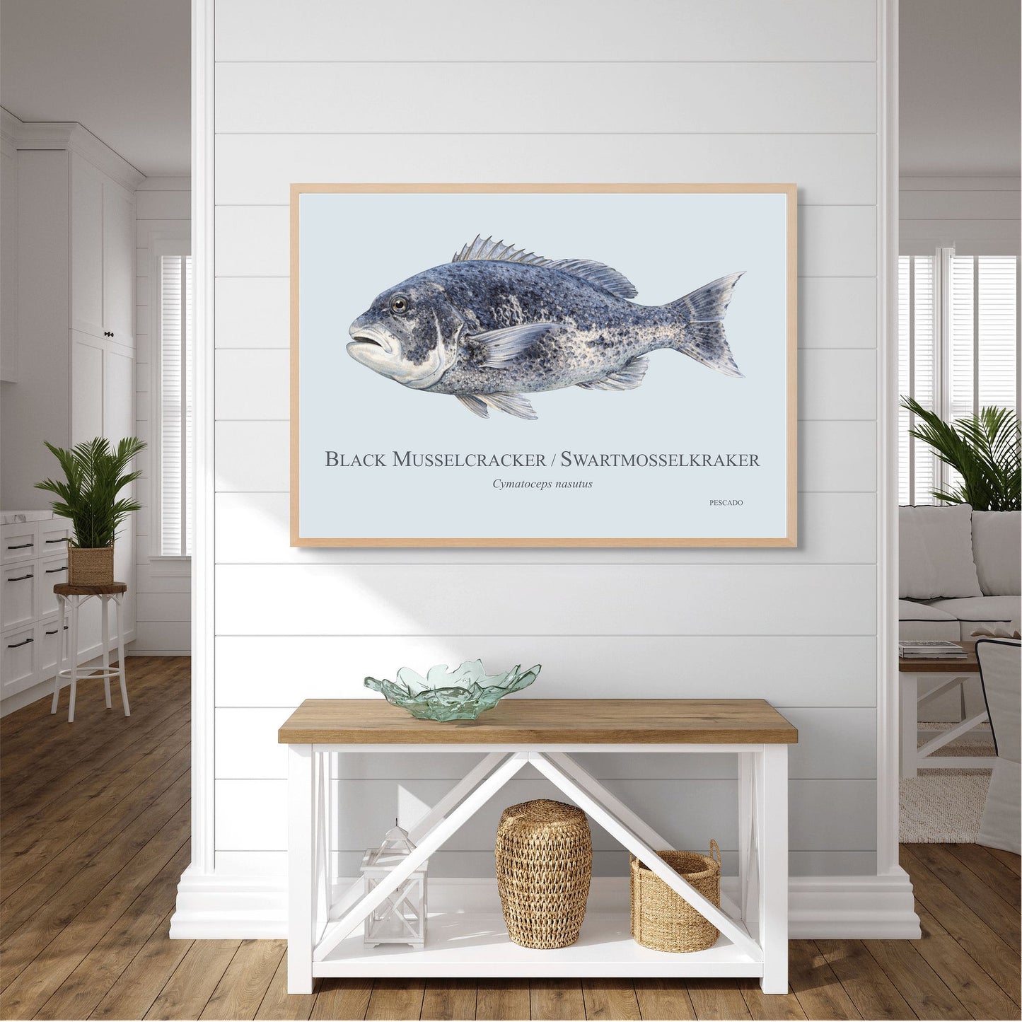 Black Musselcracker