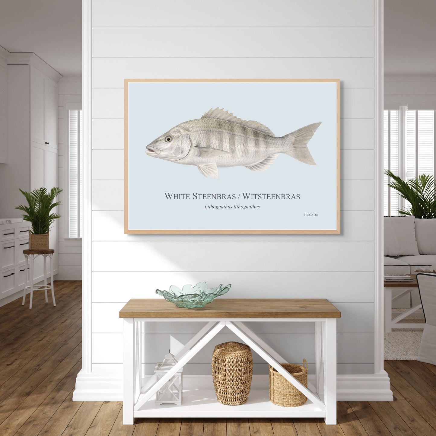 White Steenbras