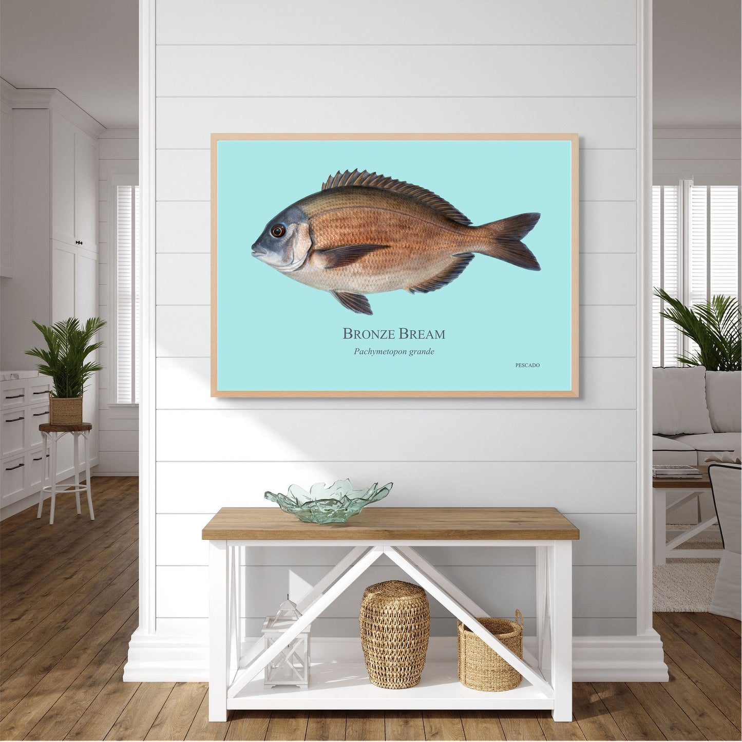 Bronze Bream