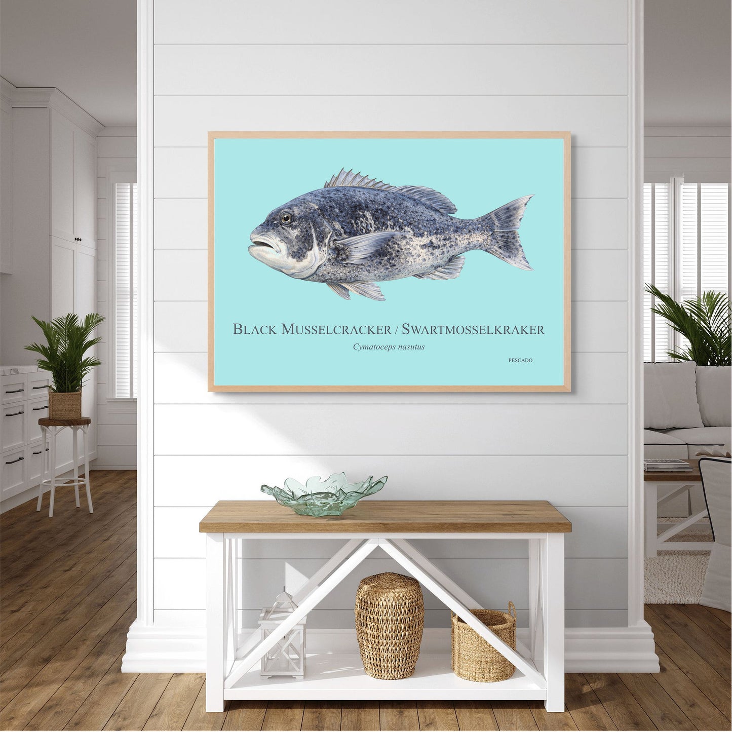 Black Musselcracker
