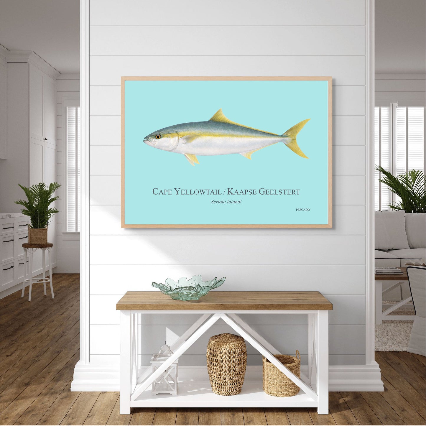 Cape Yellowtail