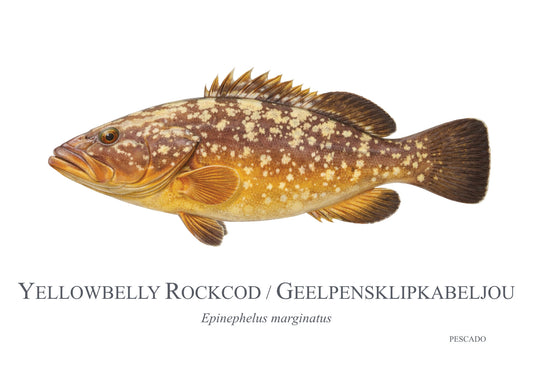 Yellowbelly Rockcod