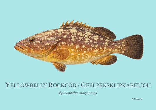 Yellowbelly Rockcod