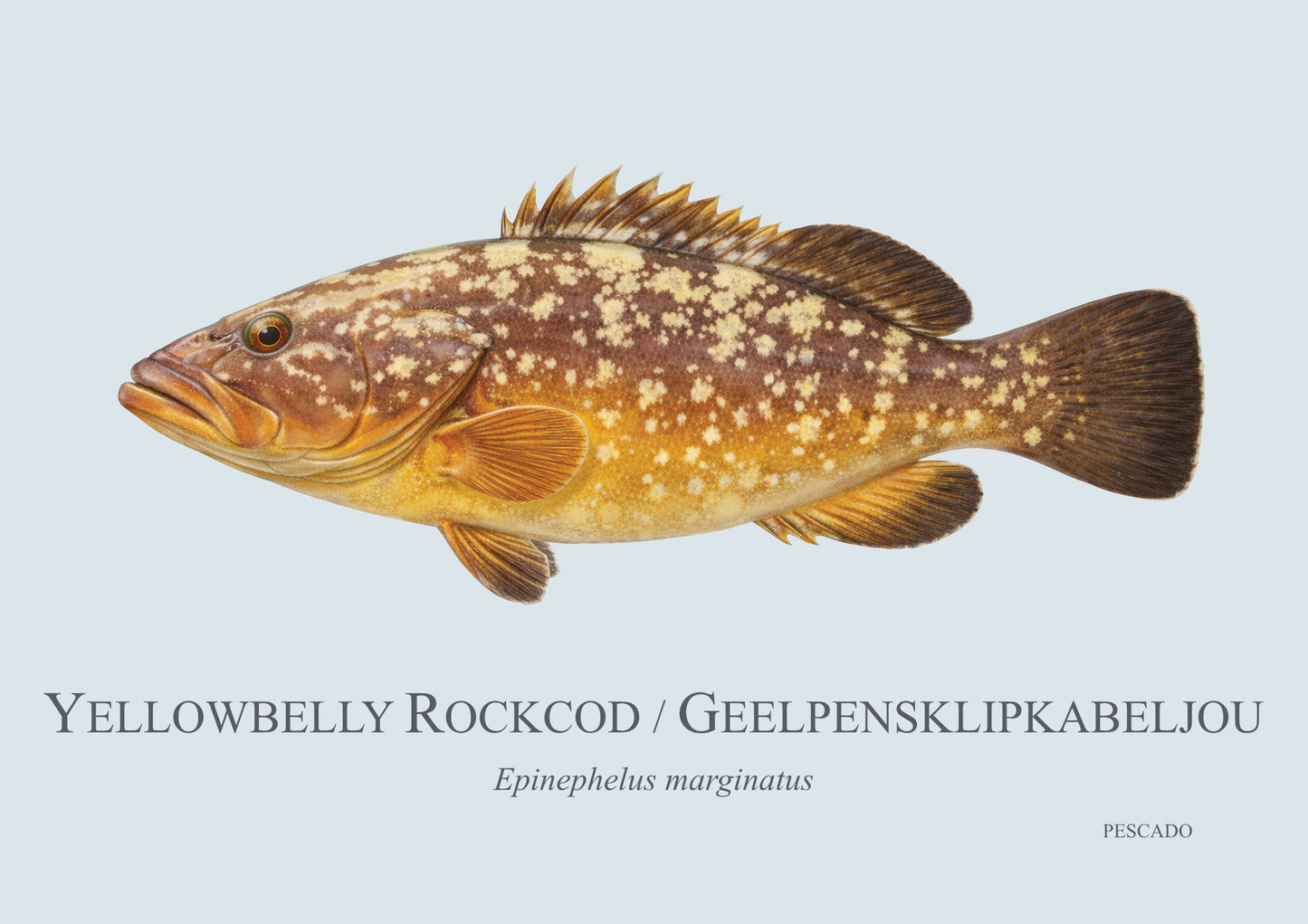 Yellowbelly Rockcod