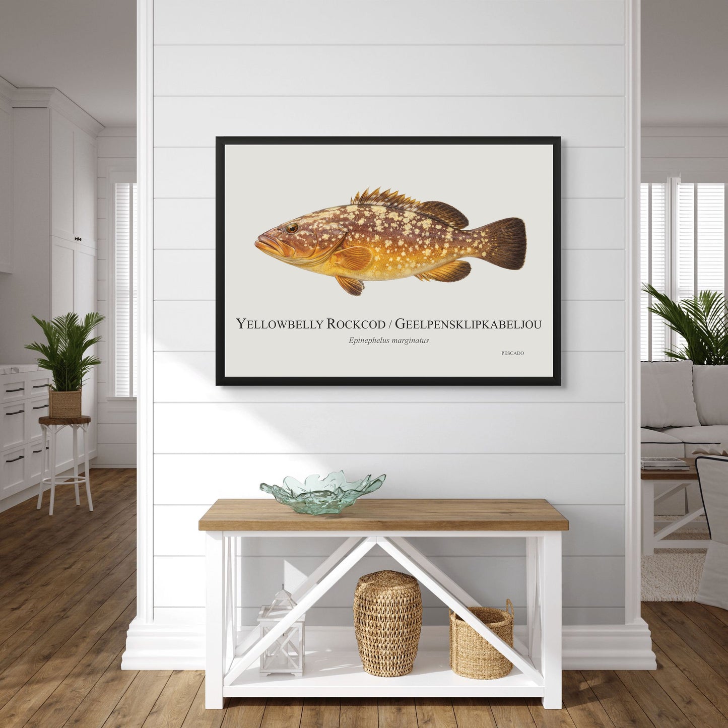 Yellowbelly Rockcod
