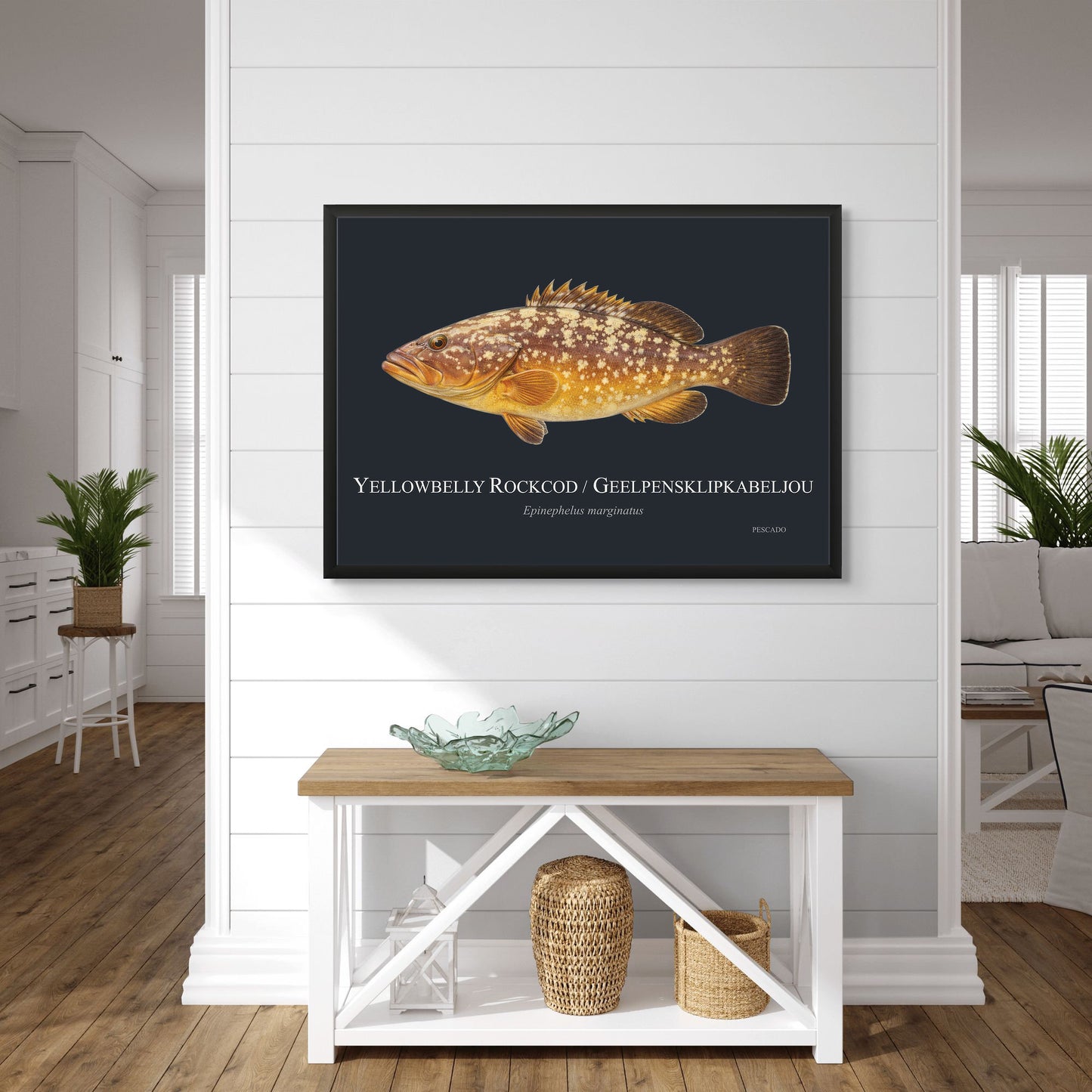 Yellowbelly Rockcod