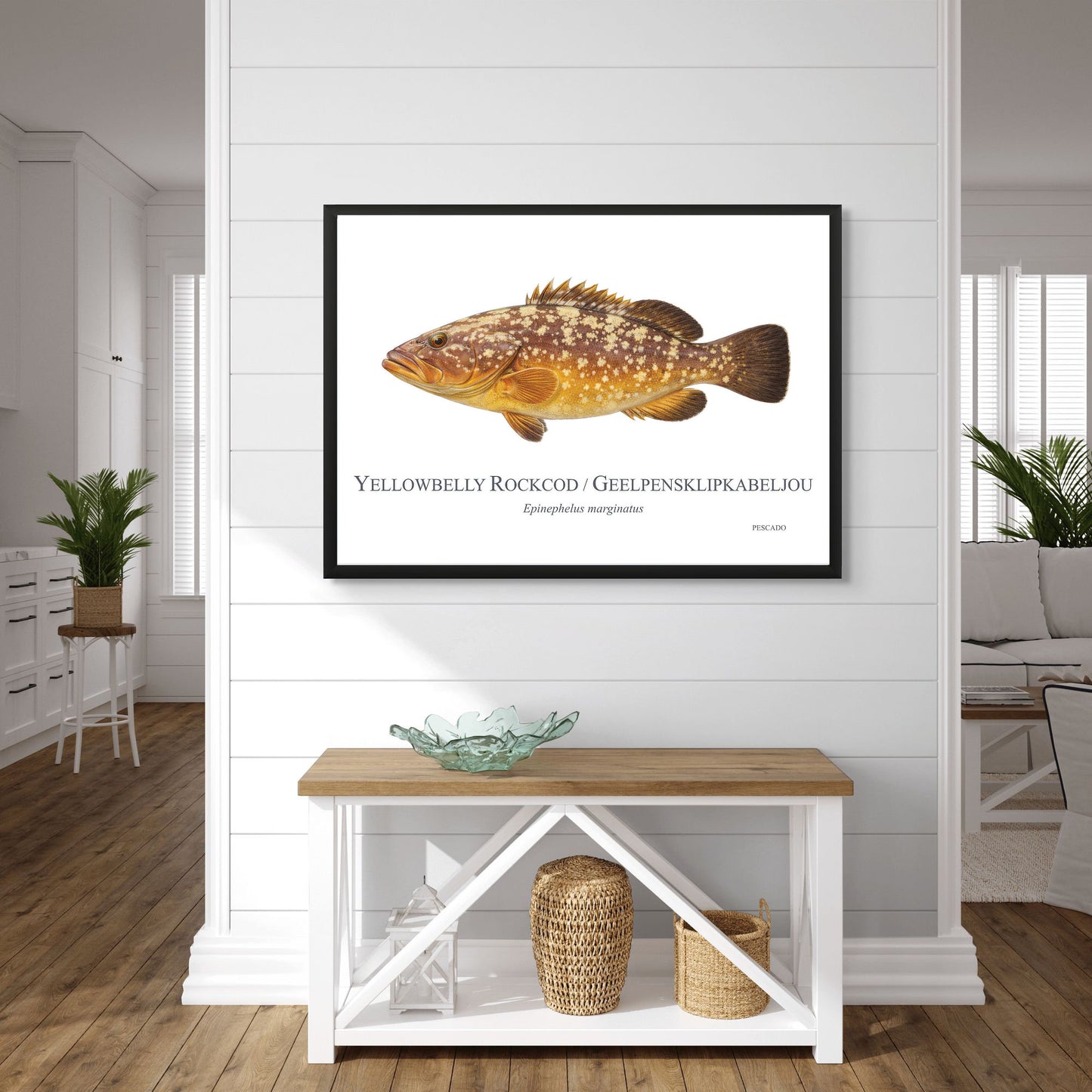 Yellowbelly Rockcod
