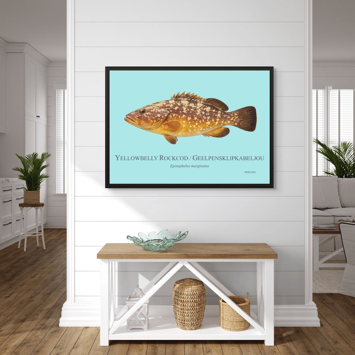 Yellowbelly Rockcod