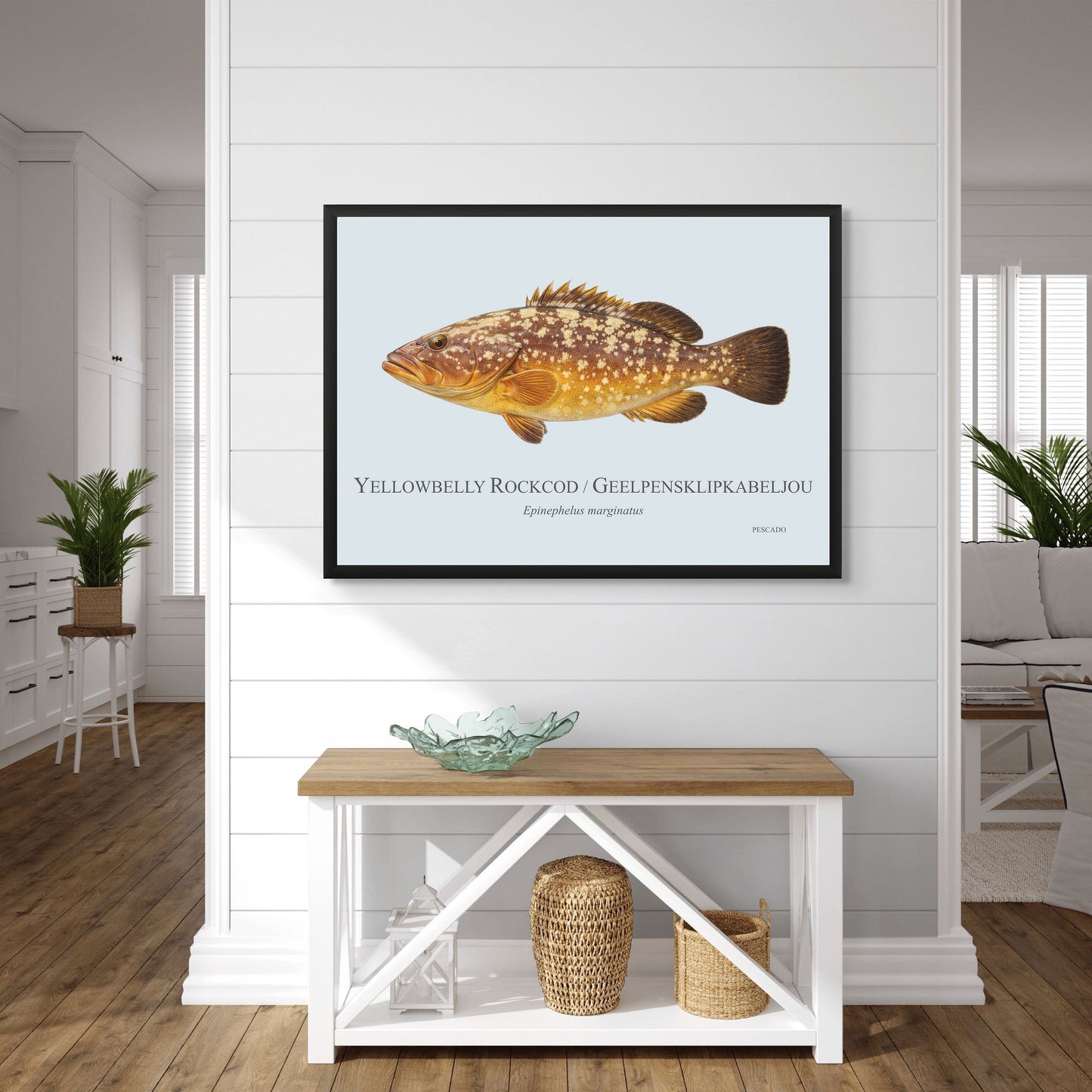 Yellowbelly Rockcod