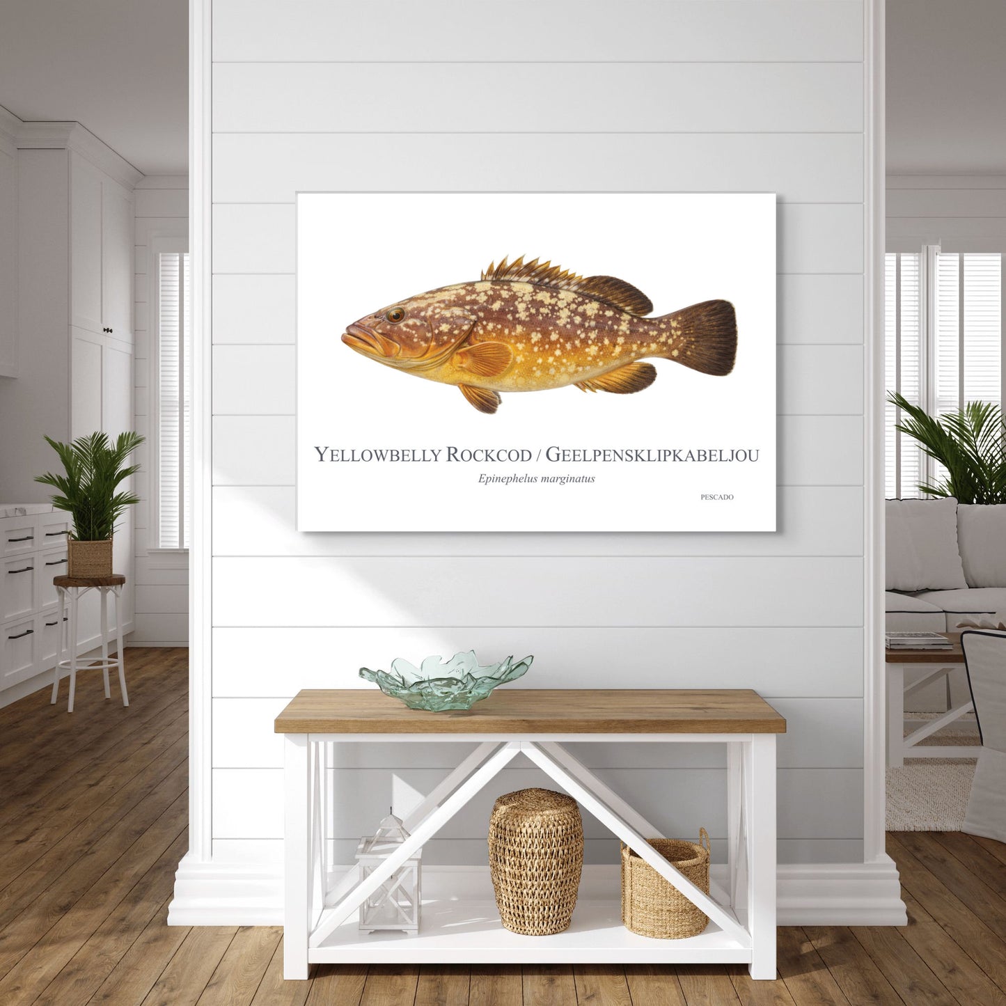 Yellowbelly Rockcod