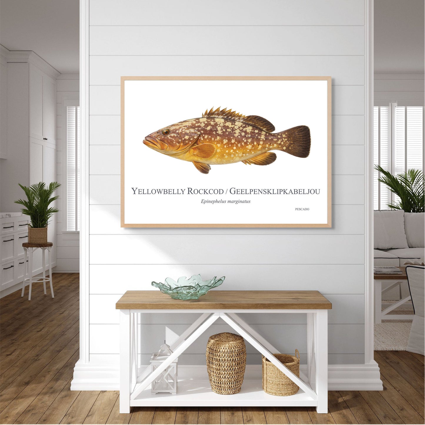 Yellowbelly Rockcod