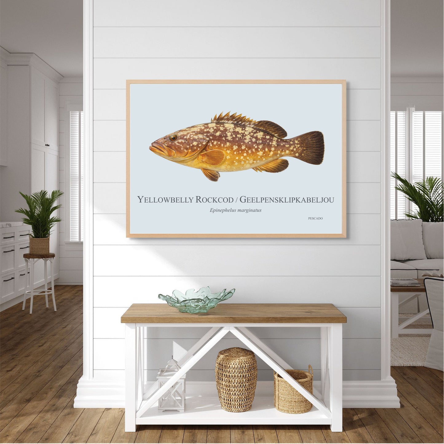 Yellowbelly Rockcod