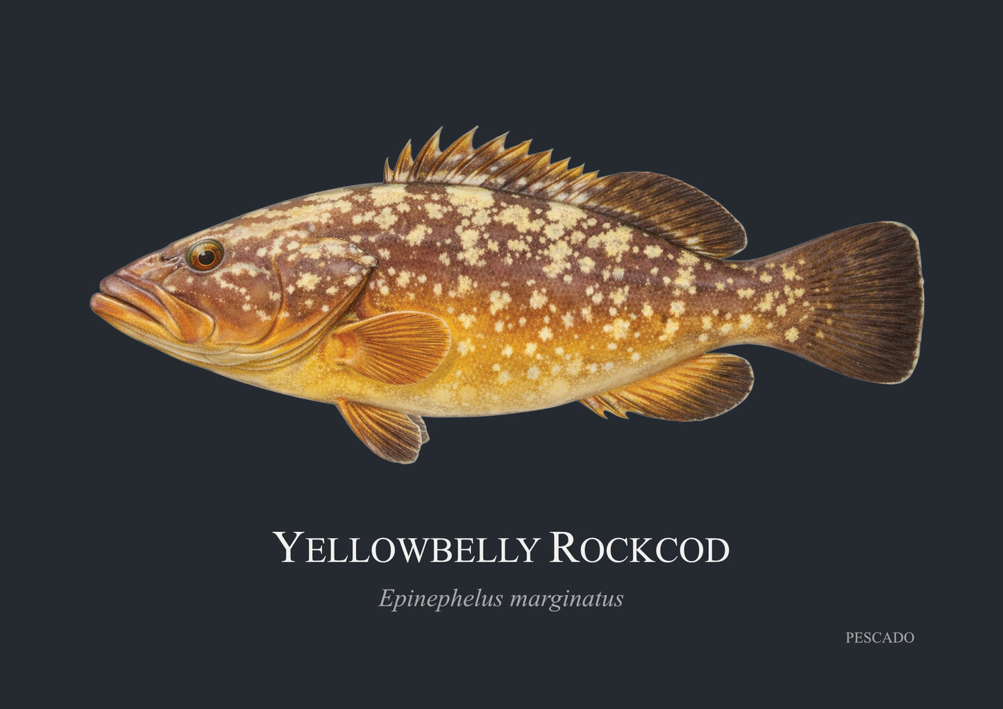 Yellowbelly Rockcod