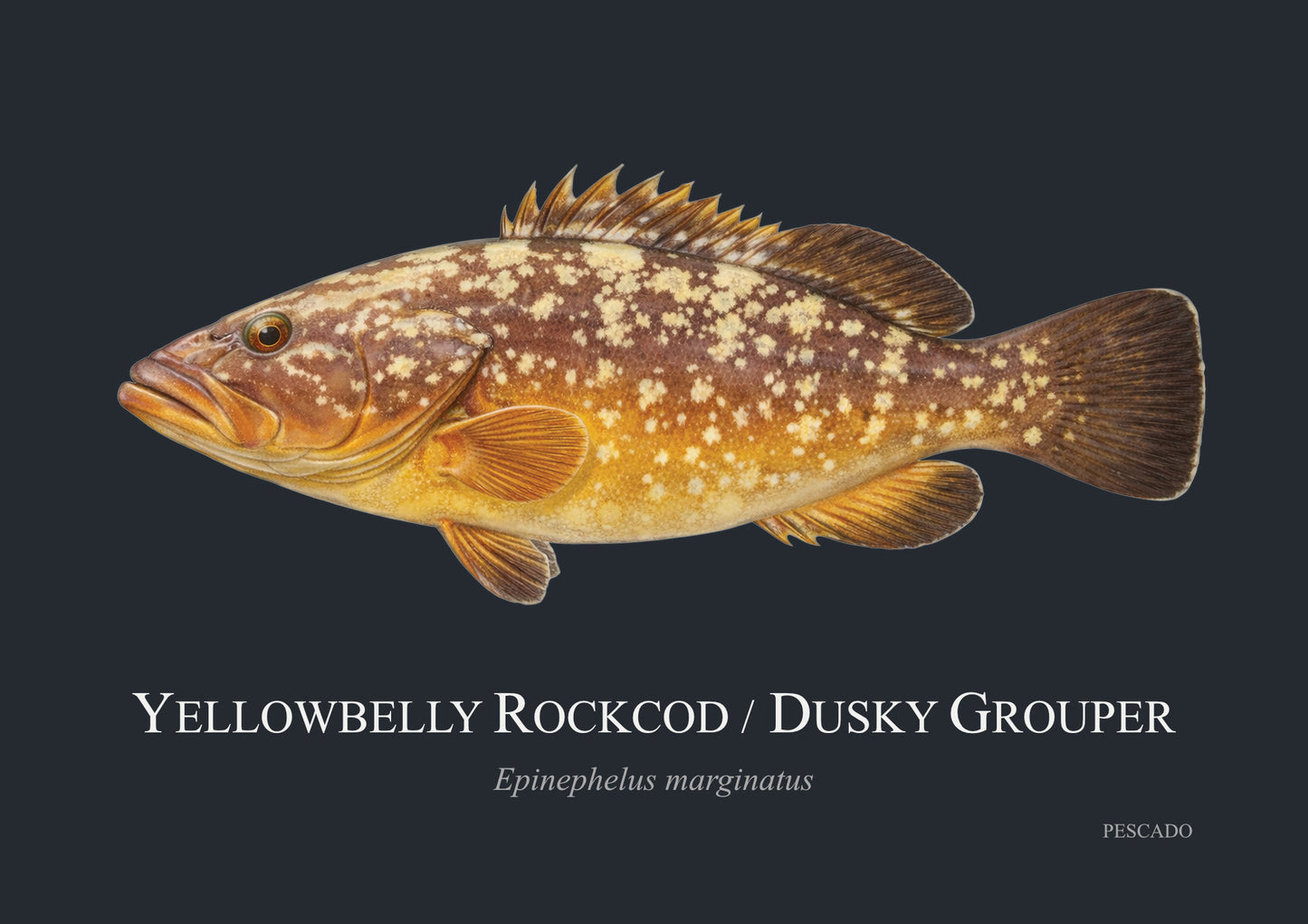 Yellowbelly Rockcod