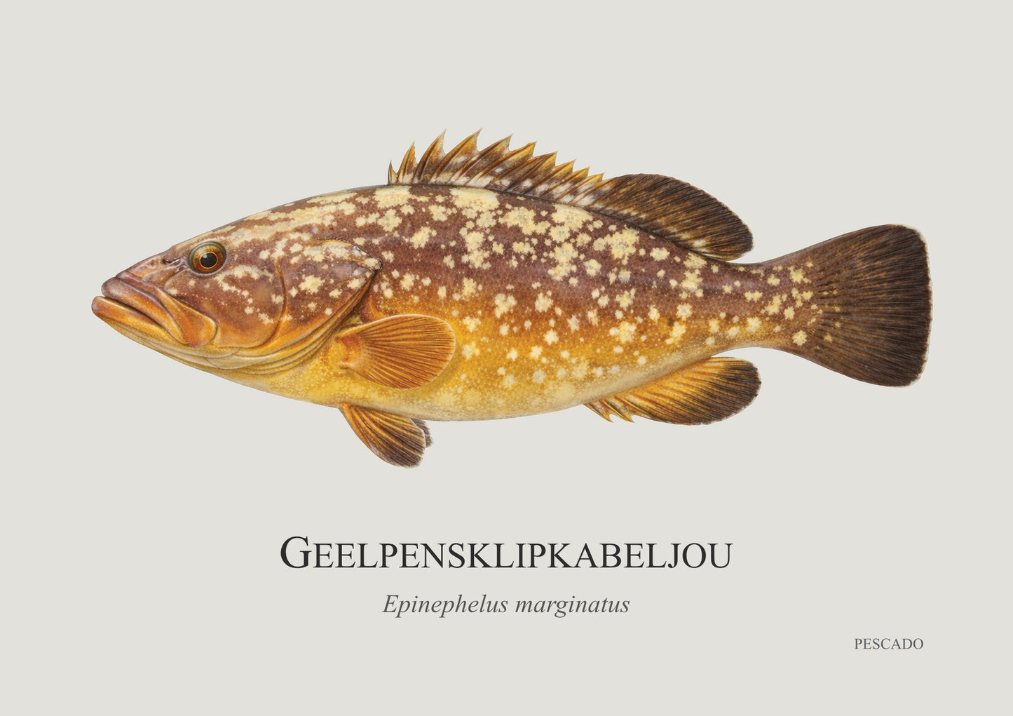 Yellowbelly Rockcod