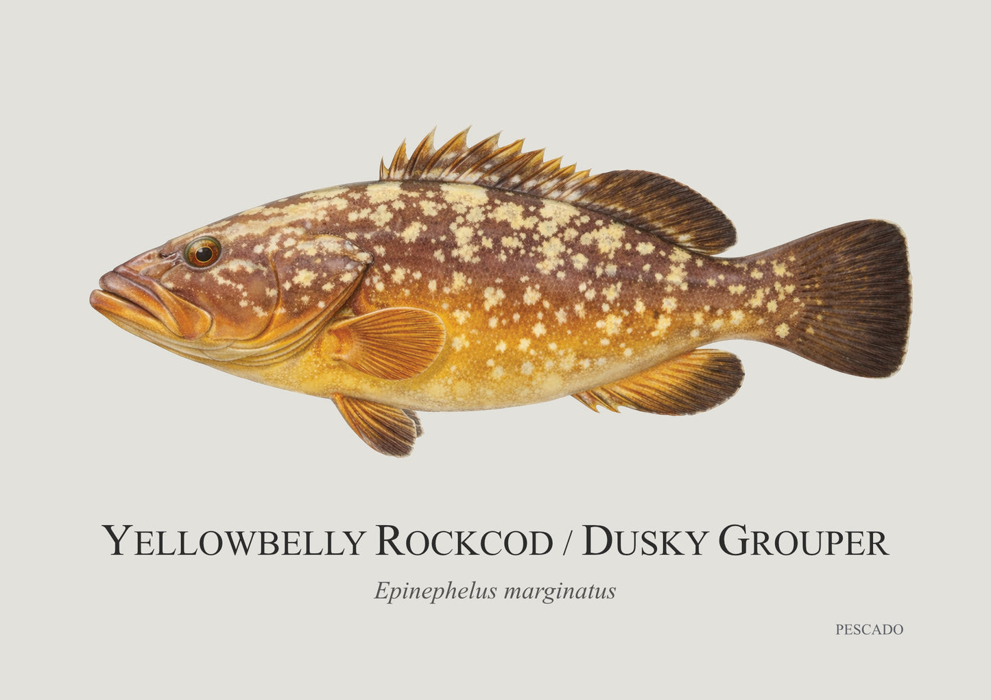 Yellowbelly Rockcod